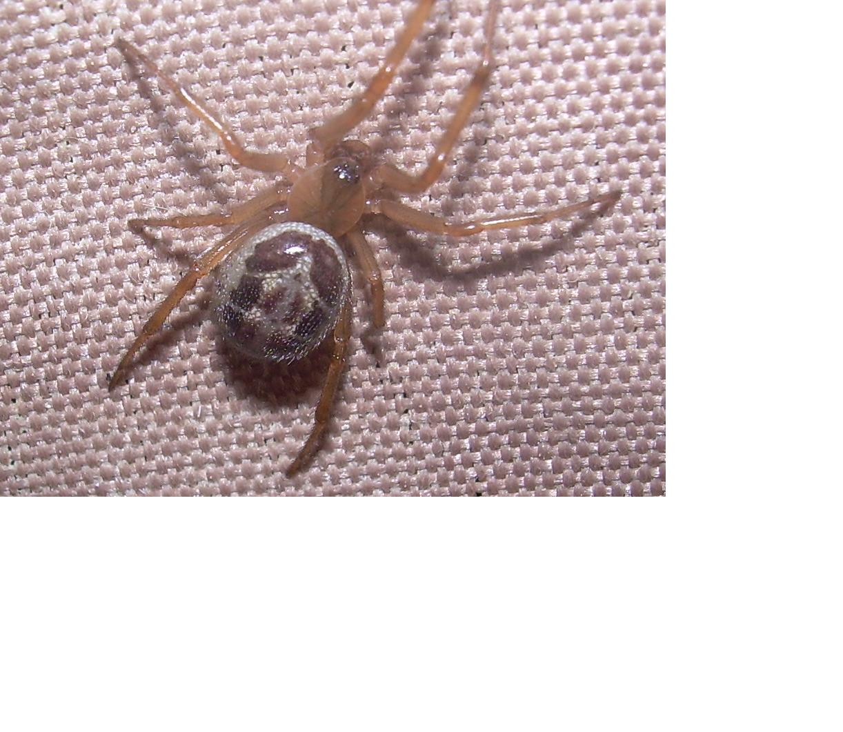 Steatoda nobilis